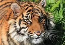 animals tigers feline 1920x1200 wallpaper Art HD Wallpaper